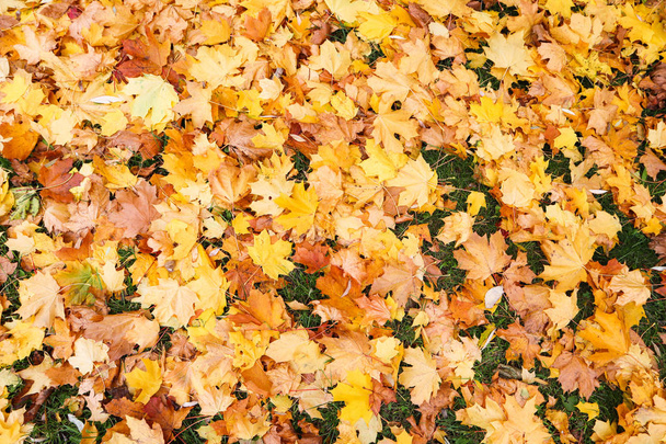 Fallen yellow leaves in the park in autumn. Nature background - Photo, Image