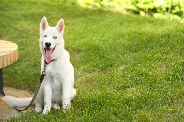 Fehér szibériai husky kutya sétál a parkban. A szöveg helye - Fotó, kép