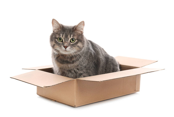Cute grey tabby cat sitting in cardboard box on white background - Φωτογραφία, εικόνα