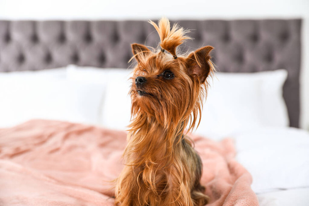 Adorable Yorkshire terrier on bed indoors. Happy dog - Photo, image