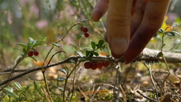 Un uomo nella foresta raccoglie mirtilli da un Bush
 - Filmati, video