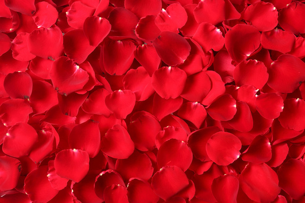 Red rose petal - Zdjęcie, obraz