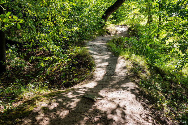 Bellissimo sentiero forestale tortuoso illuminato dal sole
 - Foto, immagini