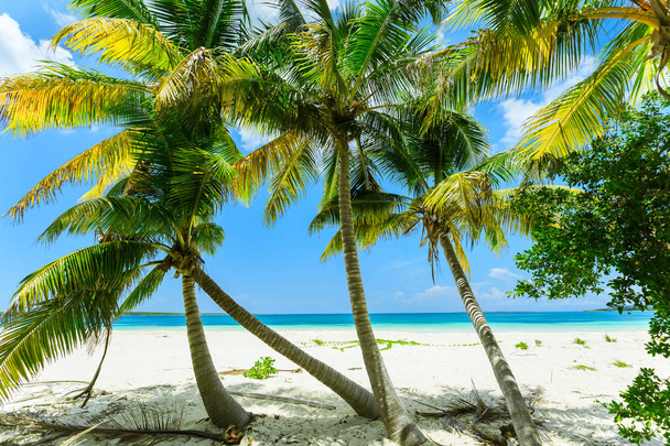 beautiful, gorgeous relaxing pretty inviting view on white sand tropical beach with fluffy fresh green coconut palms against tranquil turquoise ocean and blue sky background at Las Brujas Island, Cuba - Photo, Image