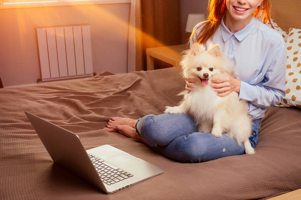 redhaired ginger woman useing laptop , fluffy spitz sitting on her knees sunset light from window background - Фото, изображение