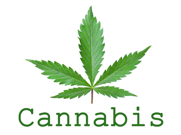 Символ зеленого листя конопель медичної рослини ізольовано на білому фоні. логотип реклами канабісу
 - Фото, зображення