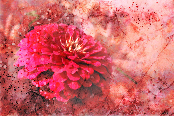 Gorgeous artsy flower background illustration with paint spatter and vintage grunge texture design, red and pink color zinnia flower - Photo, Image