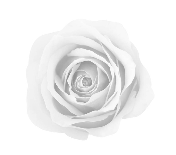 Fehér, szürke izolált fehér háttér, lágy fókusz és a CLI - Fotó, kép