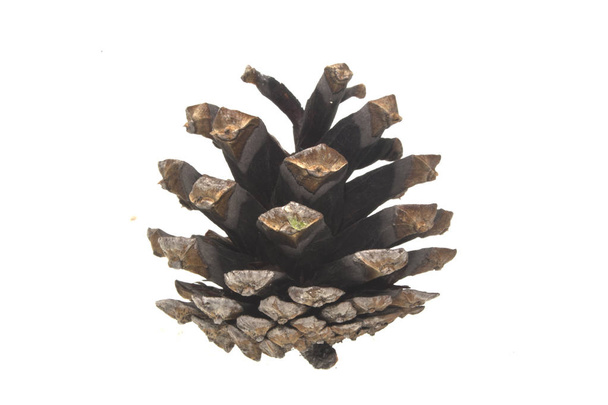 cone isolated on white background - Photo, Image