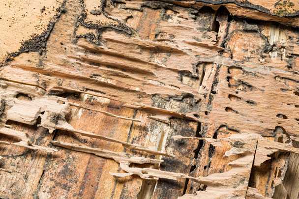 dřevo jedený termity - Fotografie, Obrázek