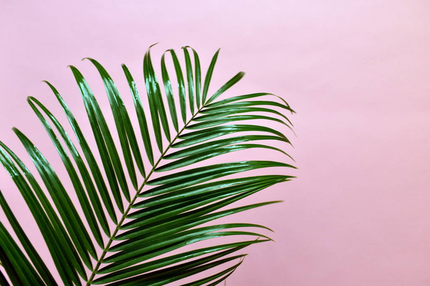 Palm leaf on a pink background. Going on vacation. - Foto, Bild