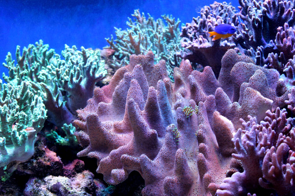 Θαλάσσιο υπόβαθρο με υφάλους και ζωντανά κοράλλια - Φωτογραφία, εικόνα