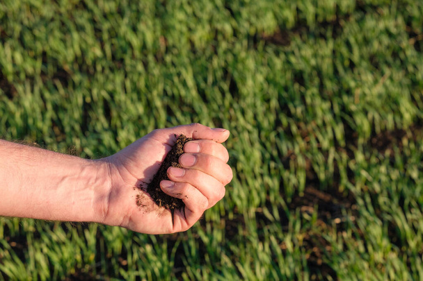 in his hand clutching the soil on the background of a field with sprouted young shoots - Photo, Image