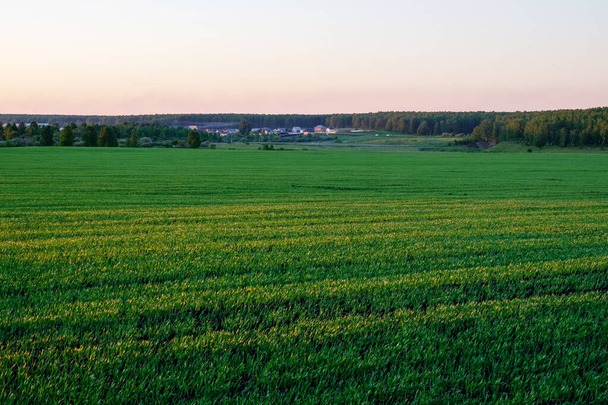 green field with just sprung crops for food - Photo, Image