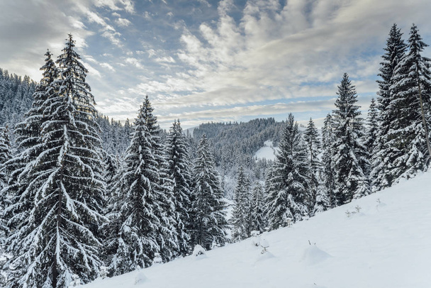 Zimowy krajobraz w lesie - Zdjęcie, obraz