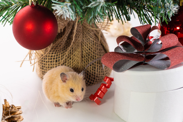 Boldog új évet 2020. Karácsonyi kompozíció patkány, jelképe az év. Patkány, közel a karácsonyfát, Ajándékdobozok és órák. - Fotó, kép