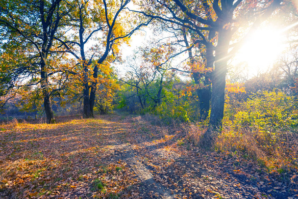 осінній ліс, покритий червоним сухим листям у світлі іскрового сонця
 - Фото, зображення