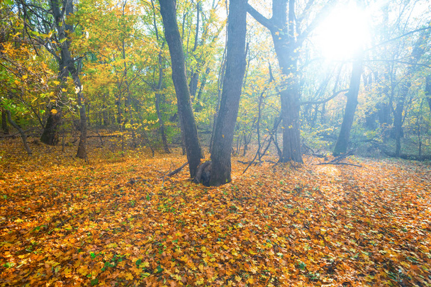 autumn forest glade covered by the red dry leaves in the light of sparkle sun - 写真・画像