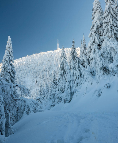 frozen Lysa hora hill in winter Moravskoslezske Beskydy mountains in Czech republic - 写真・画像