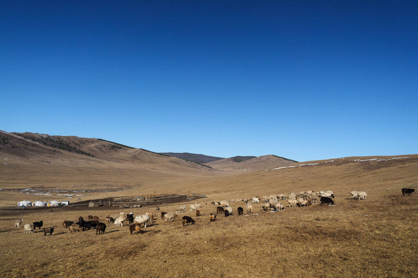 Вівці на монгольському степу
 - Фото, зображення