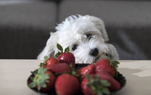 Nanja, üç aylık Bichon Bolonez köpeği sehpanın üzerindeki çilekleri inceliyor. - Fotoğraf, Görsel