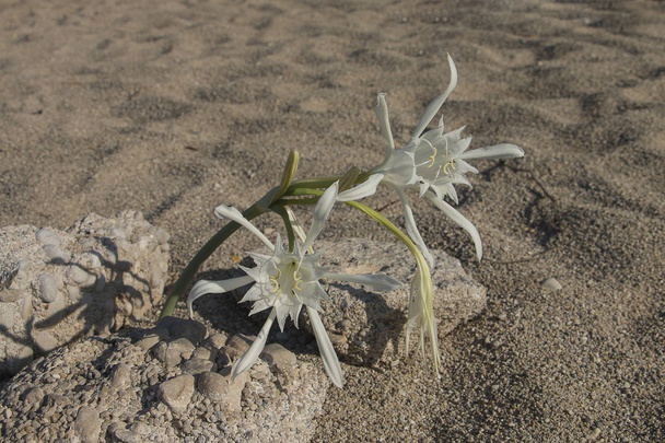 pancratium maritimum, hymenocallis, meeresnarzissen, weiße knollenförmige mediterrane pflanze in blüte - Foto, Bild