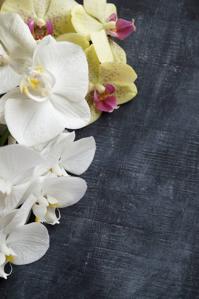 weiße Orchidee auf schwarzem Hintergrund - Foto, Bild