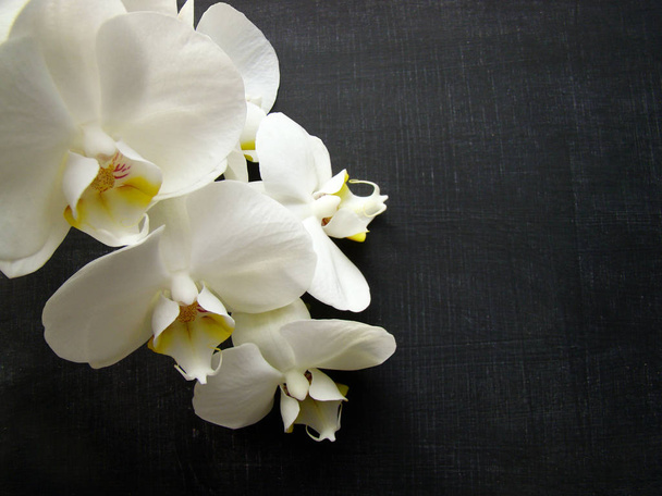 Siyah arkaplanda beyaz orkide - Fotoğraf, Görsel