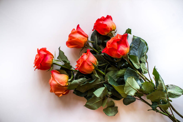 Soft color Roses Background - Foto, Imagem