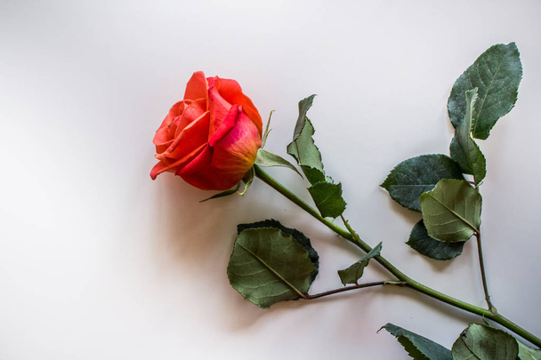Soft color Roses Background - Foto, imagen