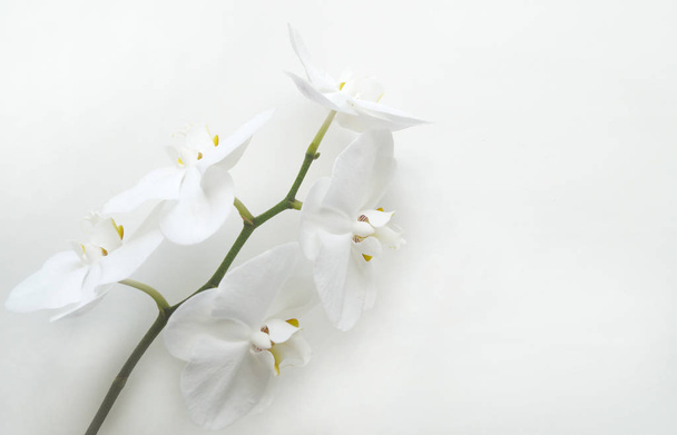 White orchid on white background - Φωτογραφία, εικόνα