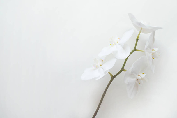 Witte orchidee op witte achtergrond - Foto, afbeelding
