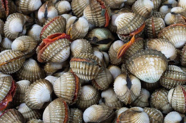 cockles - Photo, Image