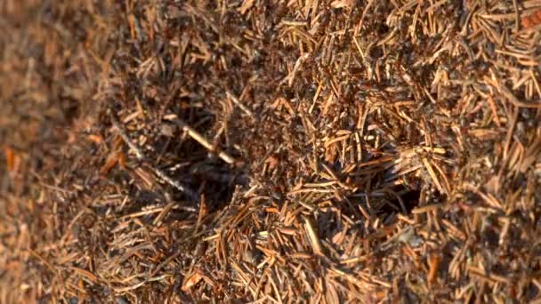 Ameisenkolonie in freier Wildbahn. großer Ameisenhaufen im Wald in Großaufnahme. Natürlicher Hintergrund - Filmmaterial, Video