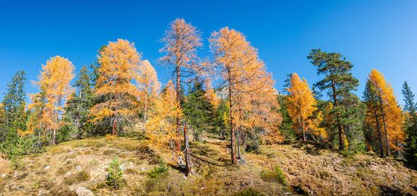 Panoramic view over larch, pine and spruce forests covering Dolo - Photo, Image