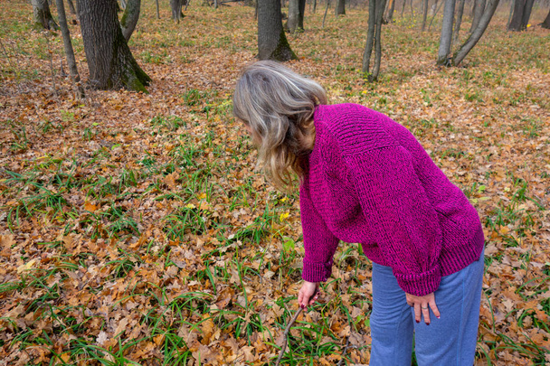 Ώριμη γυναίκα στα πλεκτά ψάχνει για συγκομιδή στο δάσος του φθινοπώρου. Γκιρ. - Φωτογραφία, εικόνα