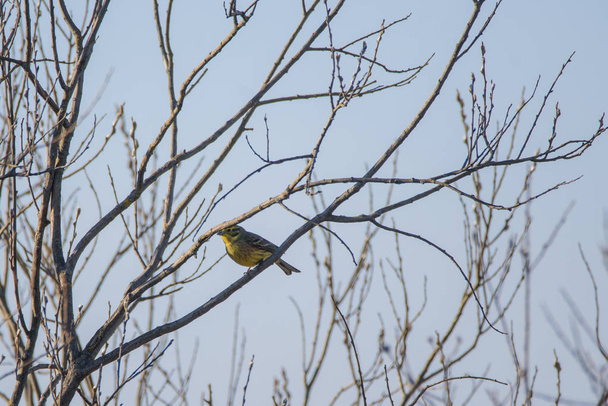 Pájaro macho Yellowhammer (Emberiza citrinella), sentado en rama de arbusto y cantando. Observación de aves en Lubana, Letonia
. - Foto, Imagen