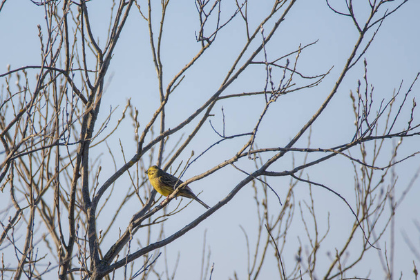 Yellowhammer (Emberiza citrinella) male bird, sitting on branch of bush and singing. Birdwatching in Lubana, Latvia. - Photo, Image
