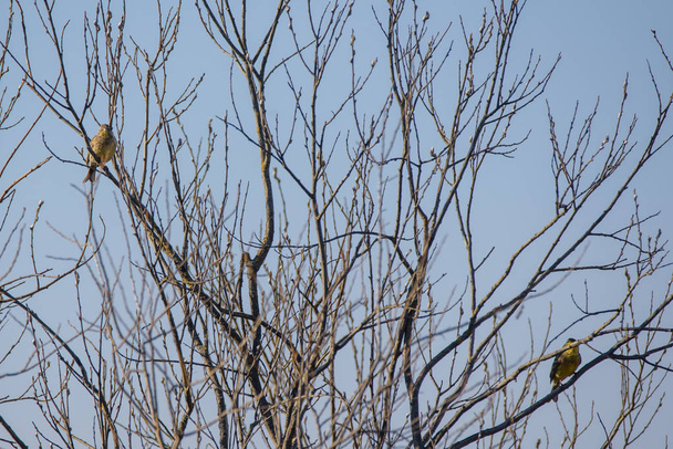 Yellowhammer (Emberiza citrinella) female (L) and male (R) bird, sitting on branch of bush. Birdwatching in Lubana, Latvia. - Photo, Image