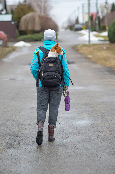 Nainen kuljettaa Basenji koira sisällä reppu kävellessään märällä tiellä alkukeväästä kausi
 - Valokuva, kuva