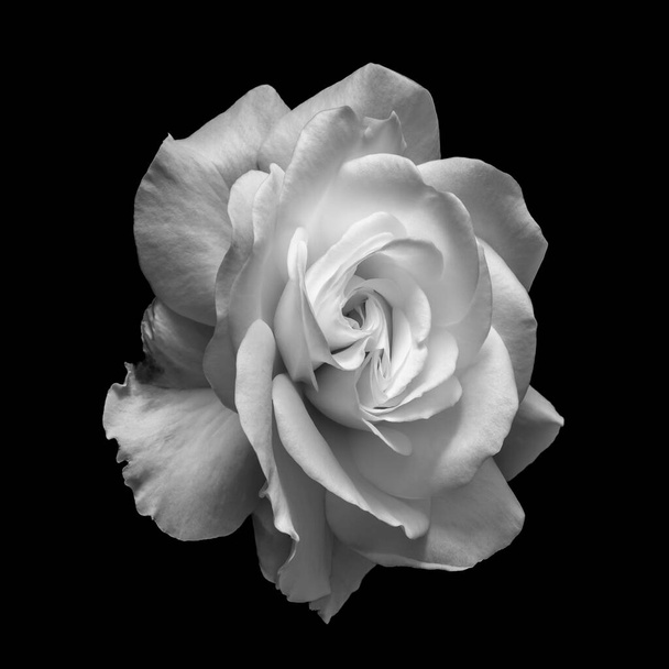 valkoinen ruusu kukka yksivärinen makro mustalla taustalla
 - Valokuva, kuva