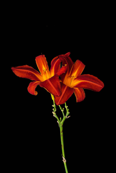 Daylily color macro of a yellow red glowing blossom pair,on black - Фото, зображення
