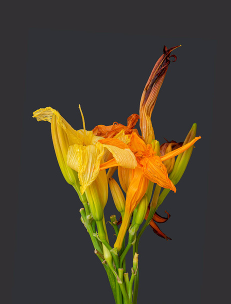 kytice blednoucích denních lilií, pupeny, šedé pozadí, detailní textura - Fotografie, Obrázek
