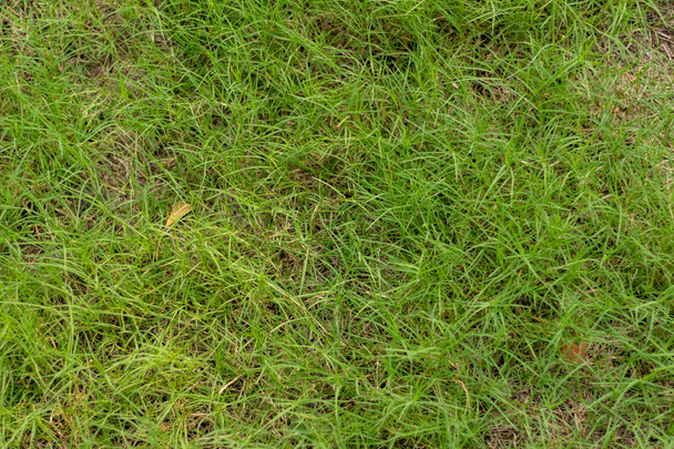 green lawn, background image  - Foto, Imagem