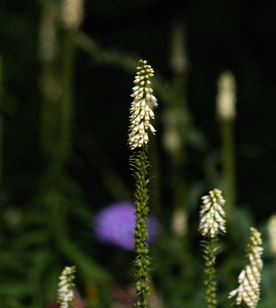 Pieni keltainen kettukäsine kukkii ulkona makro luonnon vihreä takaisin
 - Valokuva, kuva