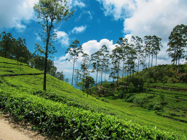スリランカヌワラエリヤの緑茶プランテーション - 写真・画像