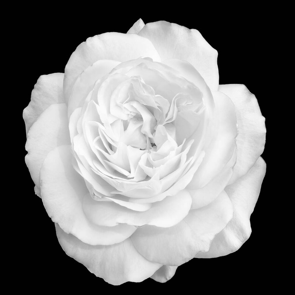 Tek renkli beyaz gül çiçeği makrosu. Siyah üzerine detaylı doku. - Fotoğraf, Görsel