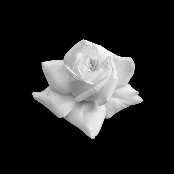 Monochromatyczne wysokiej tonacji kwiat róży makro, czarne tło, sztuka - Zdjęcie, obraz