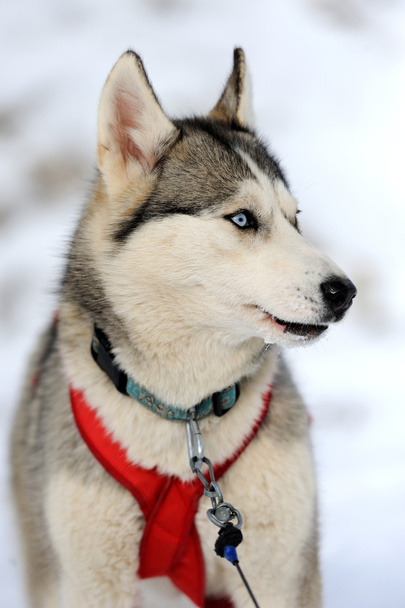 sibiřský husky psa zimní portrét - Fotografie, Obrázek