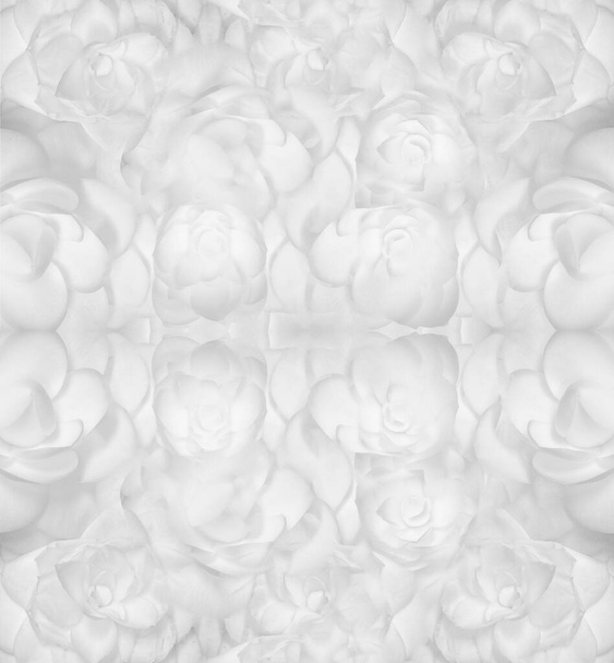 Abstract high key pattern made of white camellia blossoms macro - Photo, Image